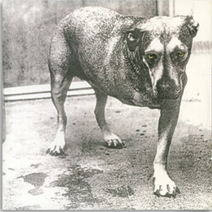 ALICE IN CHAINS :: ALICE IN CHAINS 30TH ANNIVERSARY ( HIGHLIGHTER YELLOW VINYL)